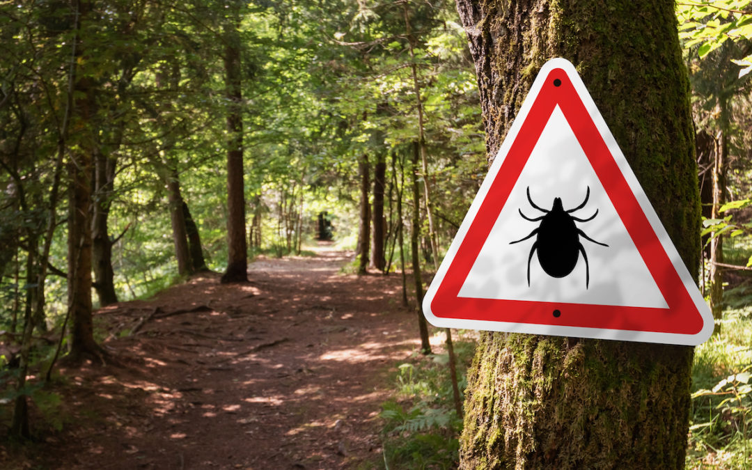Effective Lyme disease therapy with stevia, colloidal silver and zinc
